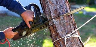 How Our Tree Care Process Works  in  Woodcrest, CA