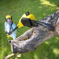 Best Root Management and Removal  in Woodcrest, CA