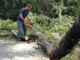 Best Tree Trimming and Pruning  in Woodcrest, CA