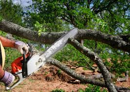 Best Tree Health Inspection  in Woodcrest, CA