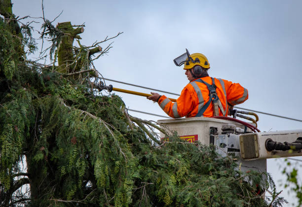 Best Tree Maintenance Programs  in Woodcrest, CA