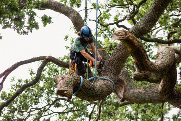 Best Tree Disease Treatment  in Woodcrest, CA