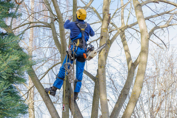 Best Emergency Tree Removal  in Woodcrest, CA