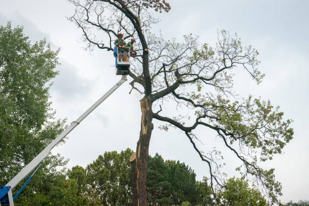 Best Commercial Tree Services  in Woodcrest, CA