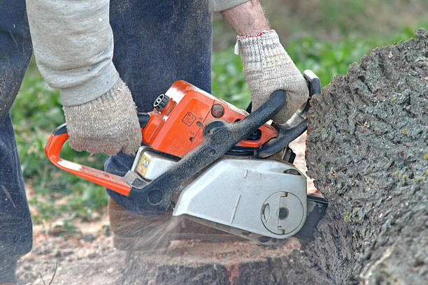 Best Stump Grinding and Removal  in Woodcrest, CA