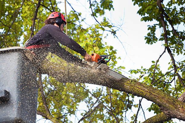 Best Tree Cabling and Bracing  in Woodcrest, CA