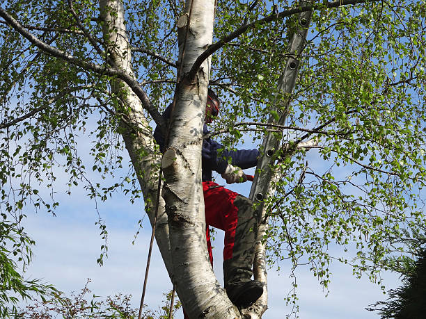 Best Tree Removal Service  in Woodcrest, CA