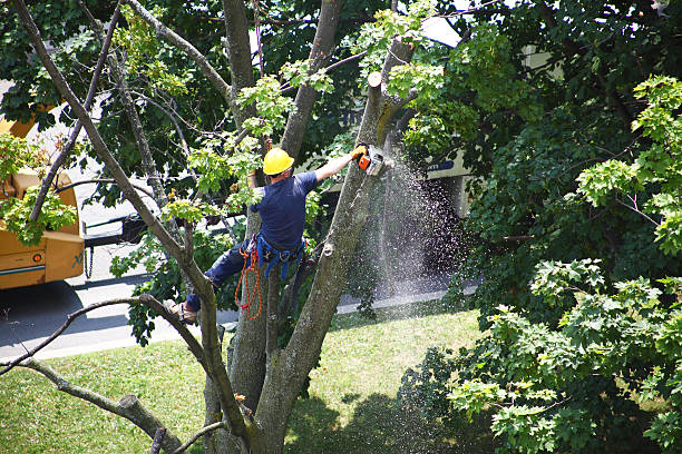 Best Landscape Design and Installation  in Woodcrest, CA