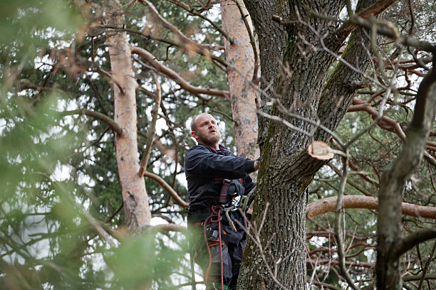 Best Palm Tree Trimming  in Woodcrest, CA