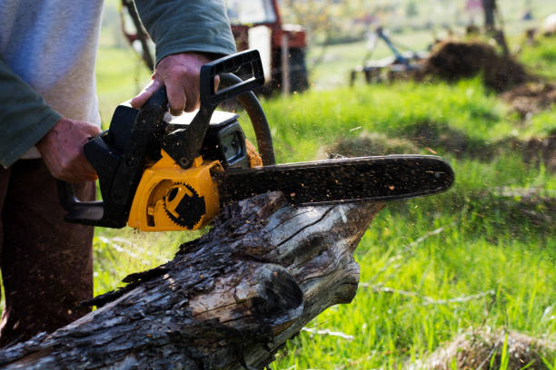 Best Fruit Tree Pruning  in Woodcrest, CA