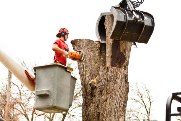 Best Storm Damage Tree Cleanup  in Woodcrest, CA